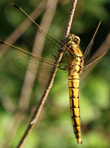 Orthetrum cancellatum